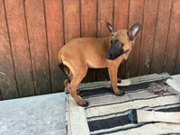 Jewels' Blue Female, a female Belgian Malinois for sale in Konawa, OK – 5 of 8
