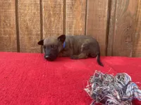 Jewels' Blue Female, a female Belgian Malinois for sale in Konawa, OK – 3 of 6