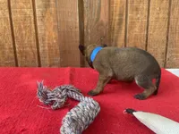 Jewels' Blue Female, a  Belgian Malinois for sale in Konawa, OK – 5 of 9