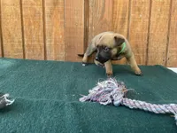 Jewels' Green male, a male Belgian Malinois for sale in Konawa, OK – 6 of 8