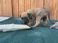 Jewels' Green male, a male Belgian Malinois for sale in Konawa, OK – 2 of 8