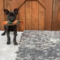 Robbie's Red Collar Male, a male Dutch Shepherd for sale in Konawa, OK – Photo 7 of 9