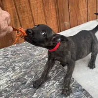 Robbie's Red Collar Male, a male Dutch Shepherd for sale in Konawa, OK – Photo 5 of 9
