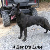 Robbie's Red Collar Male, a male Dutch Shepherd for sale in Konawa, OK – Photo 6 of 9