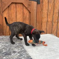 Robbie's Red Collar Male, a male Dutch Shepherd for sale in Konawa, OK – Photo 3 of 9