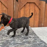 Robbie's Red Collar Male, a male Dutch Shepherd for sale in Konawa, OK – Photo 4 of 9