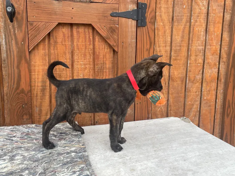 Robbie's Red Collar Male, a male Dutch Shepherd for sale in Konawa, OK – Photo 1 of 9