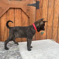 Robbie's Red Collar Male, a male Dutch Shepherd for sale in Konawa, OK – Photo 1 of 9
