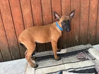 Jewels' Blue Female, a female Belgian Malinois for sale in Konawa, OK – 2 of 8