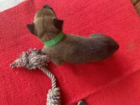 Jewels' Green Female , a female Belgian Malinois for sale in Konawa, OK – 5 of 9