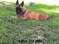Jewel's Blue Male, a male Belgian Malinois for sale in Konawa, OK – 6 of 6
