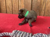 Jewels' Green Female , a  Belgian Malinois for sale in Konawa, OK – 2 of 9