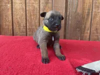Jewels' yellow female, a female Belgian Malinois for sale in Konawa, OK – 5 of 8