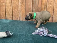 Jewels' Green male, a male Belgian Malinois for sale in Konawa, OK – 5 of 8