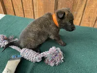 Sonja's Orange male, a male Dutch Shepherd for sale in Konawa, OK – 3 of 9