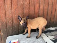 Jewels' yellow female, a female Belgian Malinois for sale in Konawa, OK – 3 of 8