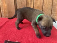 Jewels' Green Female , a female Belgian Malinois for sale in Konawa, OK – 4 of 9