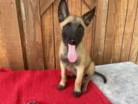 Sonja's Pink Girl, a female Dutch Shepherd for sale in Konawa, OK – 1 of 10