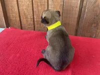 Jewels' yellow female, a female Belgian Malinois for sale in Konawa, OK – 4 of 8