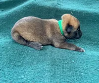 Sonja's Green Male, a male Dutch Shepherd for sale in Konawa, OK – Photo 2 of 8