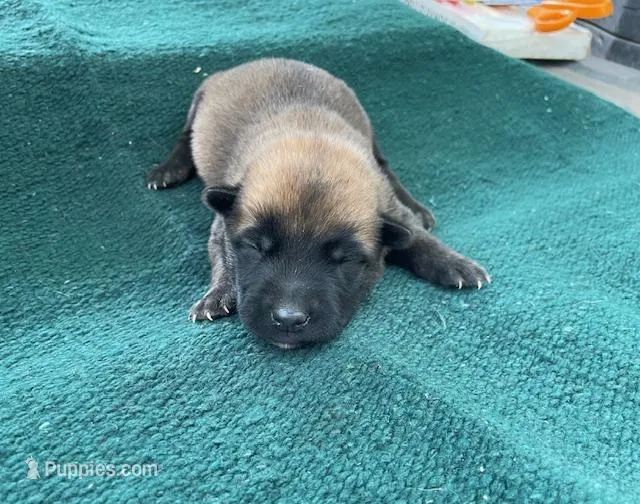 Sonja's Green Male, a male Dutch Shepherd for sale in Konawa, OK – Photo 1 of 8