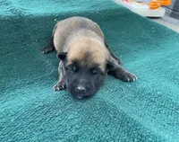 Sonja's Green Male, a male Dutch Shepherd for sale in Konawa, OK – Photo 1 of 8