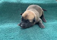 Sonja's Green Male, a male Dutch Shepherd for sale in Konawa, OK – Photo 4 of 8