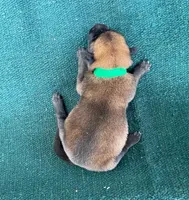 Sonja's Green Male, a male Dutch Shepherd for sale in Konawa, OK – Photo 5 of 8