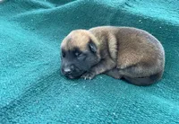 Sonja's Green Male, a male Dutch Shepherd for sale in Konawa, OK – Photo 3 of 8