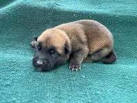 Sonja's Green Male, a male Dutch Shepherd for sale in Konawa, OK – Photo 6 of 8