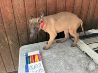 Jewels' Red Female, a female Belgian Malinois for sale in Konawa, OK – 4 of 8