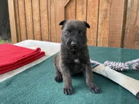 Sonja's Red Male, a female Dutch Shepherd for sale in Konawa, OK – 1 of 8