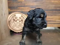 Colè, a female Giant Schnauzer for sale in Jackson, MI – 2 of 3