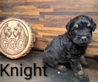 Knight , a male Giant Schnauzer for sale in Jackson, MI – 1 of 3