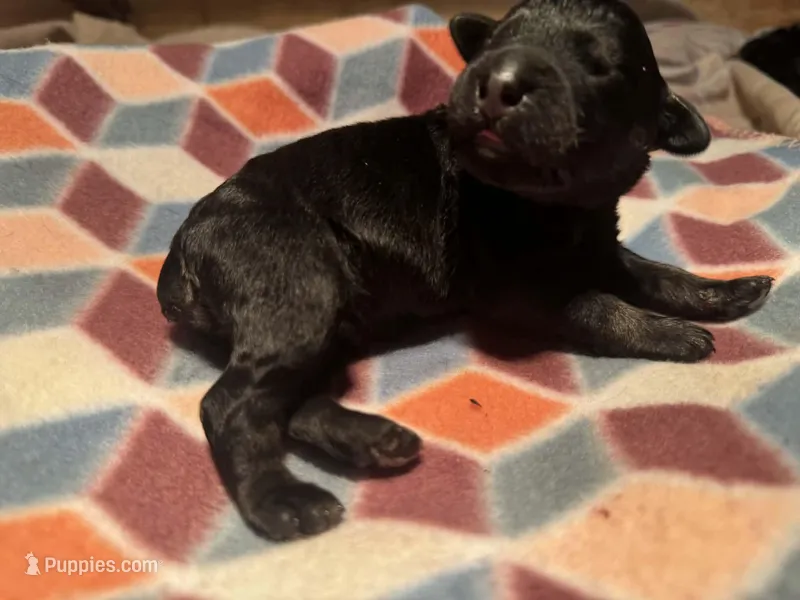 Phoenix – Giant Schnauzer puppy for sale in Jackson, MI