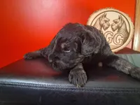 Phoenix, a male Giant Schnauzer for sale in Jackson, MI – 3 of 9