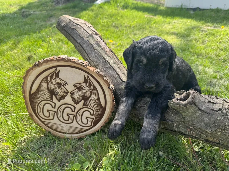 Phoenix – Giant Schnauzer puppy for sale in Jackson, MI