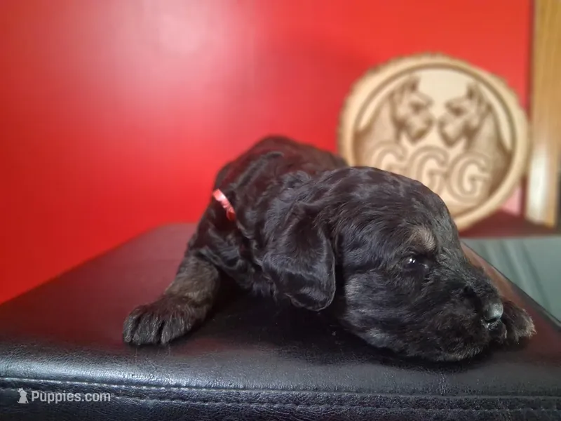 Phoenix – Giant Schnauzer puppy for sale in Jackson, MI