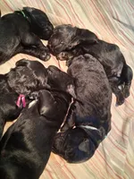 Phoenix, a male Giant Schnauzer for sale in Jackson, MI – Photo 2 of 6