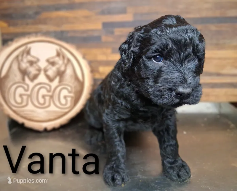 Vanta – Giant Schnauzer puppy for sale in Jackson, MI