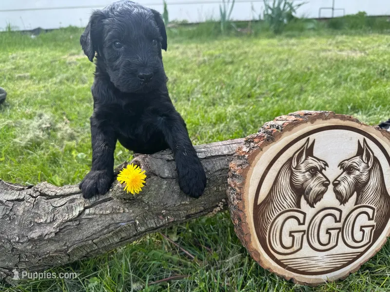 Merlot – Giant Schnauzer puppy for sale in Jackson, MI