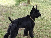 Merlot, a male Giant Schnauzer for sale in Jackson, MI – Photo 3 of 7