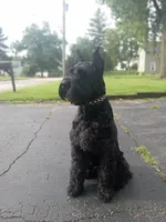 Merlot, a male Giant Schnauzer for sale in Jackson, MI – Photo 4 of 7