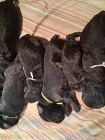 Merlot, a male Giant Schnauzer for sale in Jackson, MI – Photo 2 of 7