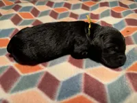 Merlot, a male Giant Schnauzer for sale in Jackson, MI – Photo 1 of 7