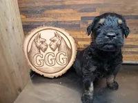 Knight , a male Giant Schnauzer for sale in Jackson, MI – 3 of 3