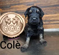 Colè, a female Giant Schnauzer for sale in Jackson, MI – 1 of 3