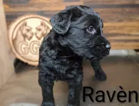 Ravèn, a female Giant Schnauzer for sale in Jackson, MI – 1 of 3