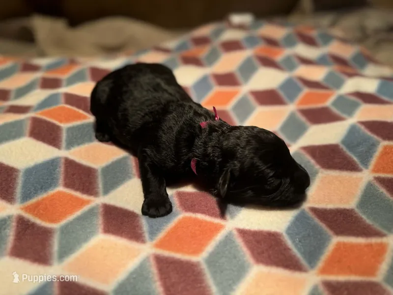 Ruby – Giant Schnauzer puppy for sale in Jackson, MI