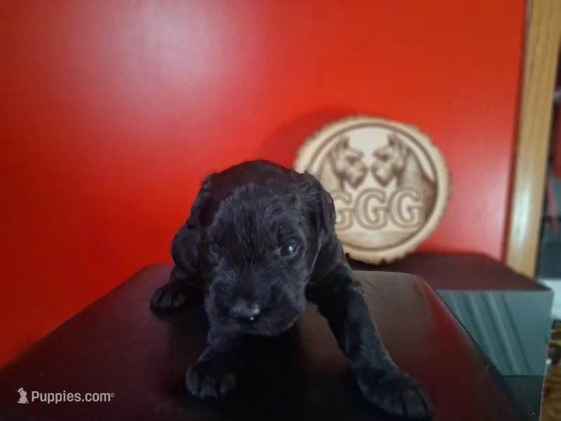 Ruby – Giant Schnauzer puppy for sale in Jackson, MI
